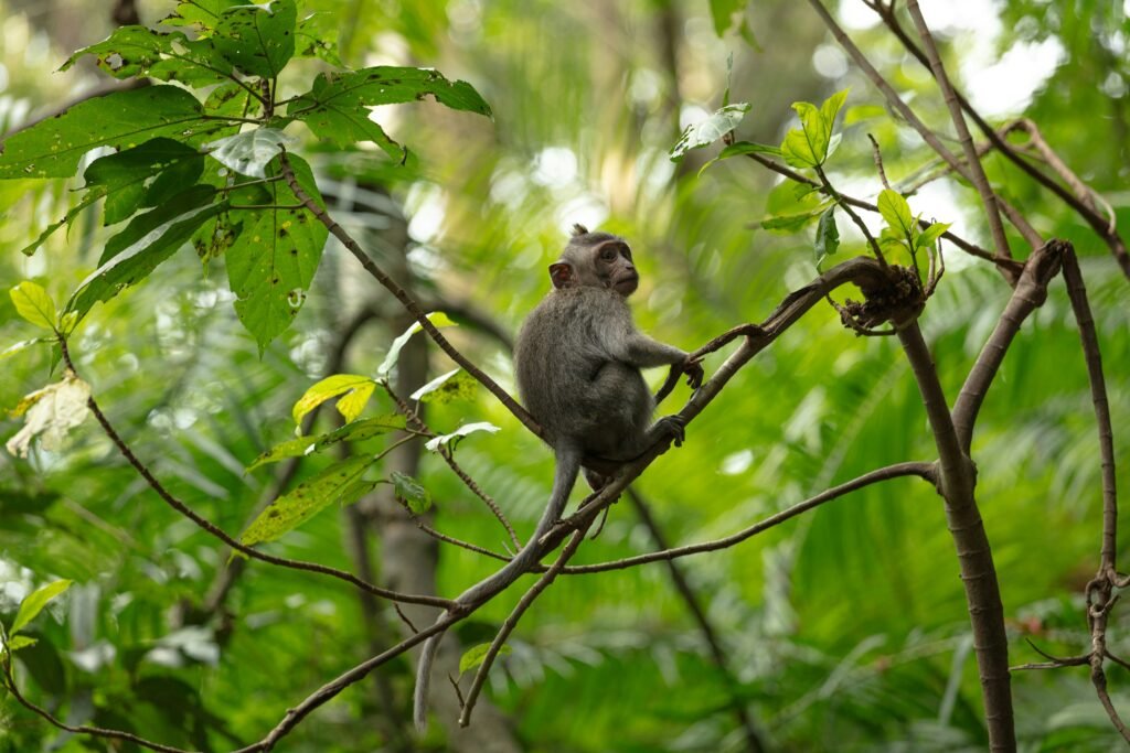 How to Visit Bali Monkey Forest