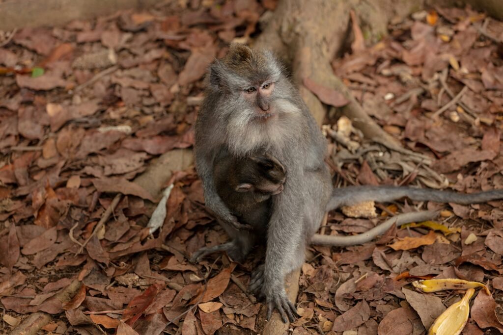 How to Visit Bali Monkey Forest