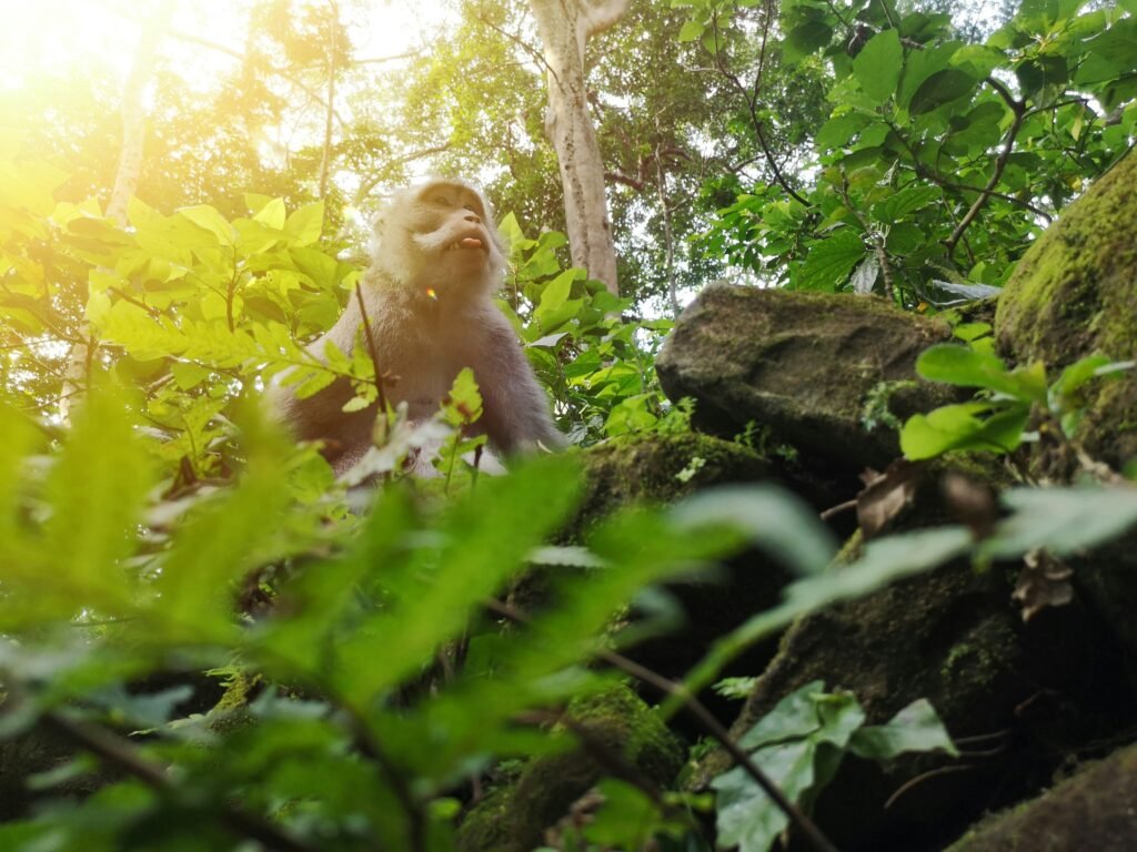 How to Visit Bali Monkey Forest